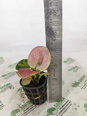 Aglaonema Pink
