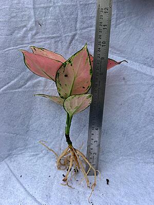 Aglaonema Pink