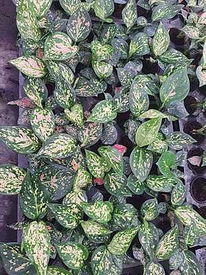 Aglaonema Pink Anjamani