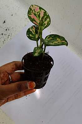 Aglaonema Pink Anjamani