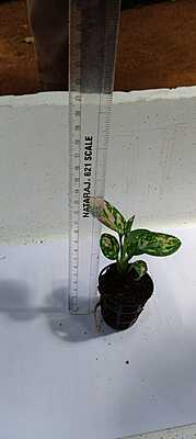 Aglaonema Pink Anjamani