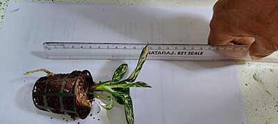 Aglaonema Pink Anjamani