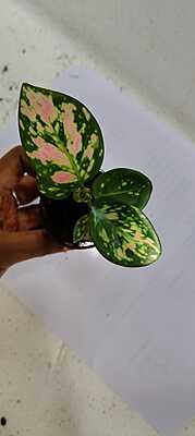 Aglaonema Pink Anjamani