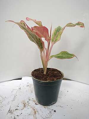 Aglaonema Pink Anyamanee