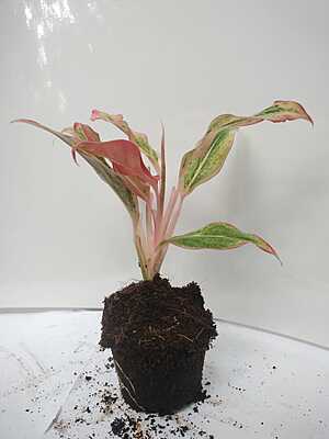 Aglaonema Pink Anyamanee