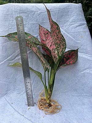 Aglaonema Pink Anyamanee