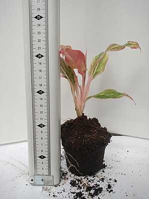 Aglaonema Pink Anyamanee