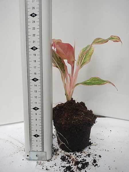 Aglaonema Pink Anyamanee