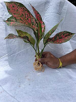 Aglaonema Pink Beauty