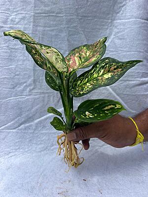 Aglaonema Pink Beauty