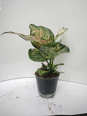 Aglaonema Pink Beauty