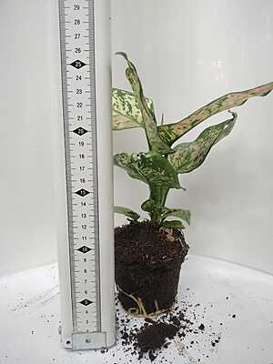 Aglaonema Pink Beauty