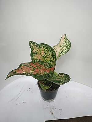 Aglaonema Pink Beauty