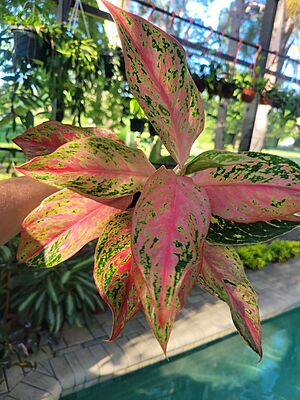 Aglaonema Pink Butterfly