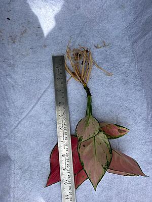 Aglaonema Pink Butterfly