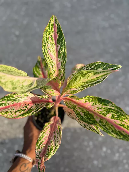 Aglaonema Pink Butterfly
