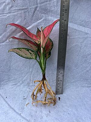 Aglaonema Pink Dalmatian