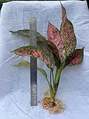 Aglaonema Pink Dalmatian