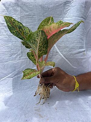 Aglaonema Pink Dalmatian