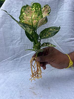 Aglaonema Pink Dalmatian