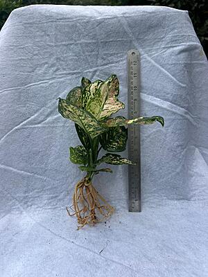 Aglaonema Pink Dalmatian