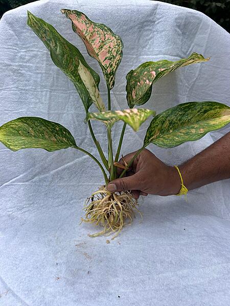 Aglaonema Pink Dalmatian