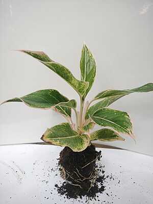 Aglaonema Pink Dubloon