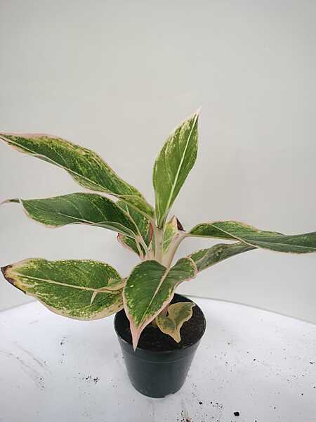 Aglaonema Pink Dubloon
