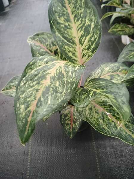 Aglaonema Pink Jade