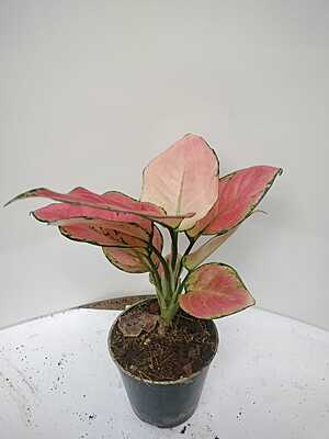 Aglaonema Pink Moon
