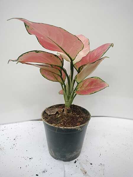 Aglaonema Pink Moon