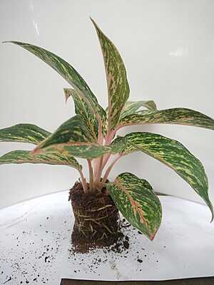 Aglaonema Pink Splash