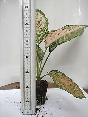 Aglaonema Pink Splash