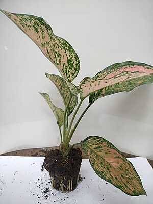 Aglaonema Pink Splash
