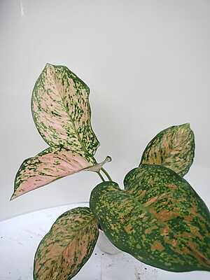 Aglaonema Pink Splash
