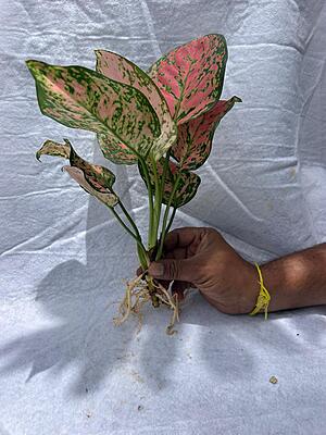Aglaonema Pink Splash