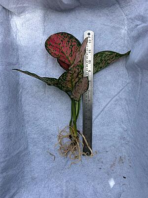 Aglaonema Pink Splash