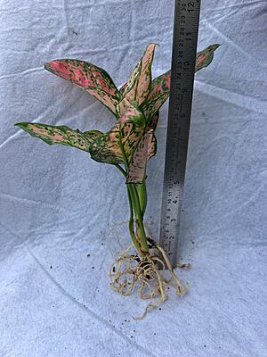 Aglaonema Pink Splash