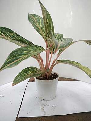 Aglaonema Pink Splash