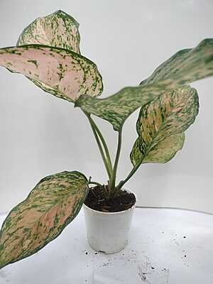 Aglaonema Pink Splash