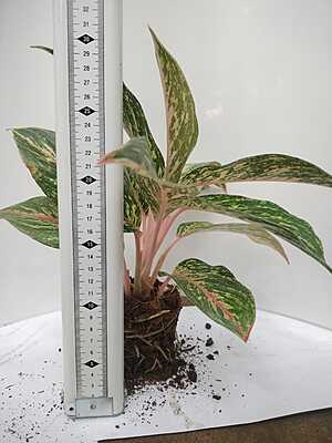 Aglaonema Pink Splash