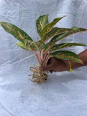 Aglaonema Pink Splash