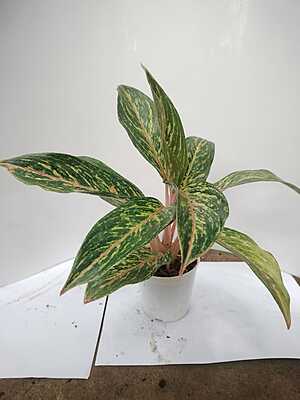Aglaonema Pink Splash