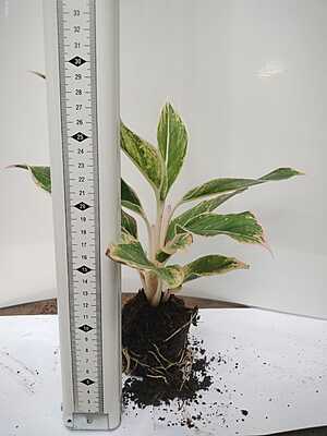Aglaonema Pink Star