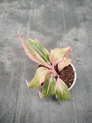 Aglaonema Pink Valentine