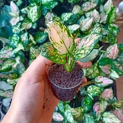 Aglaonema Pink Valentine