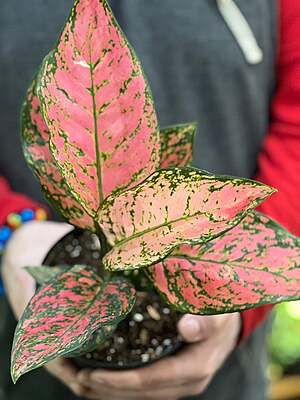 Aglaonema Pink Valentine