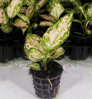 Aglaonema Pink Valentine