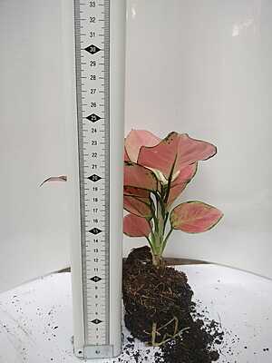 Aglaonema Pink