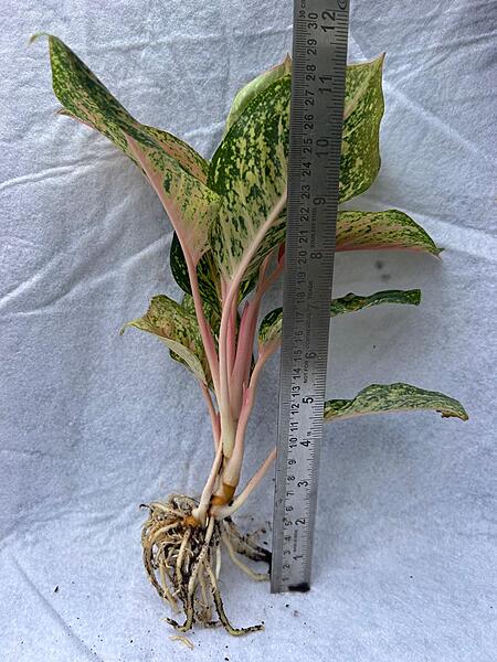 Aglaonema Pink